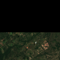 Mato Grosso Cattle (Cuiaba)