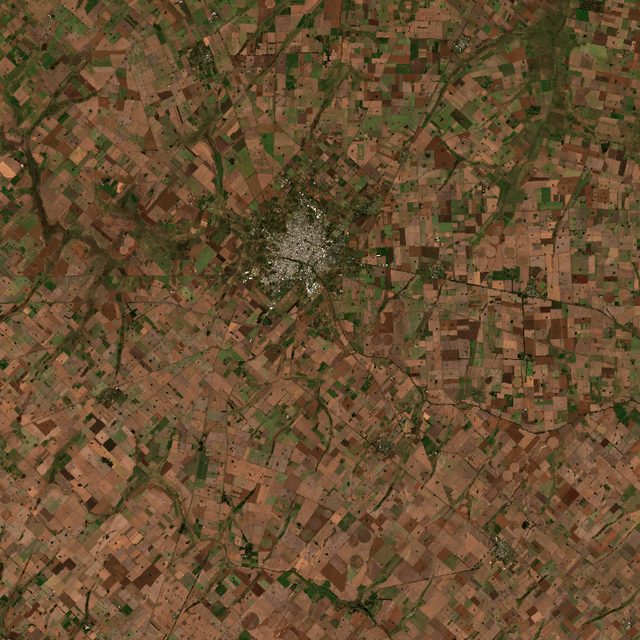Pampas Wheat-Corn (Pergamino)
