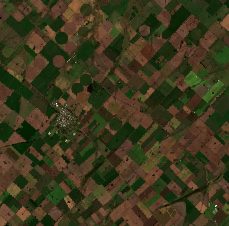 Pampas Wheat-Corn (Pergamino)