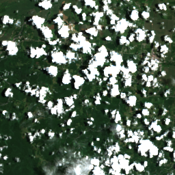 Costa Rica Banana (Limon)