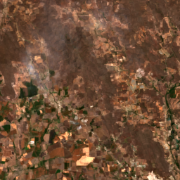 Sinaloa Tomato (Culiacan)